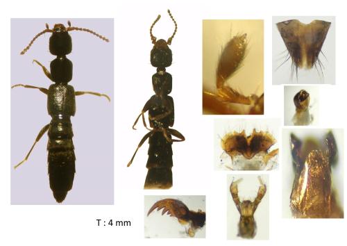 Luzea nigritula